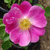 Blanche - Rosiers floribunda - Haliday